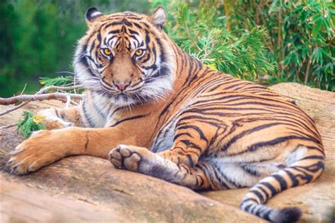 夢到老虎是什麼意思 羅燧柳